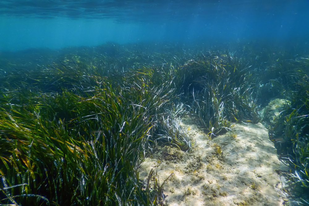 Protecting seagrasses with satellite enabled IoT